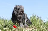 PETIT CHIEN LION 005